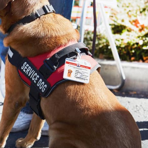Service Dog Harness - Picture 2 of 11